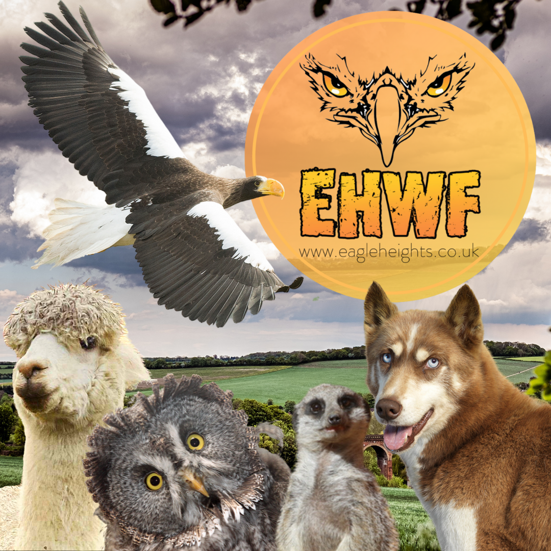 Eagle Heights Wildlife Foundation image